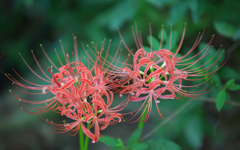 日陰の花