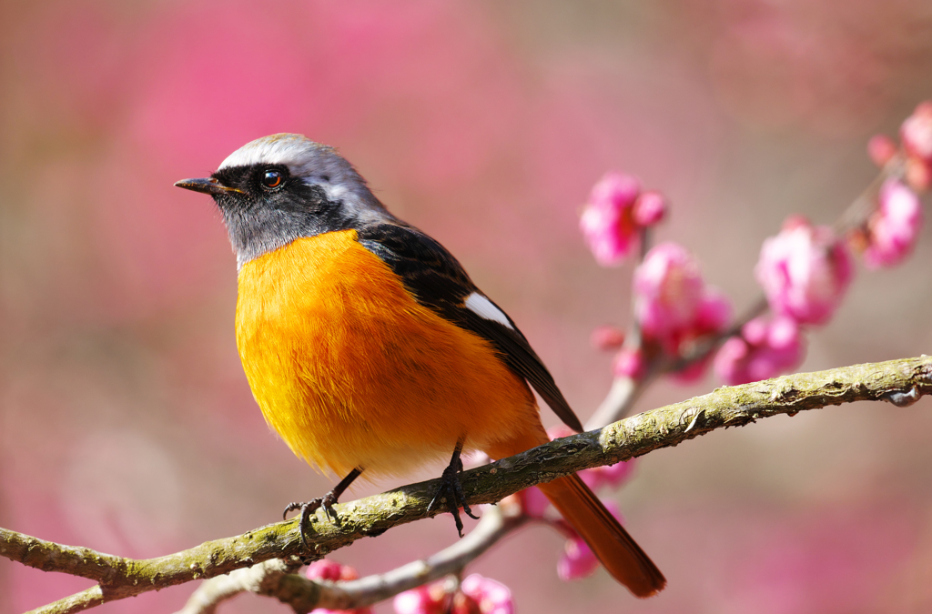 梅とジョウビタキ君
