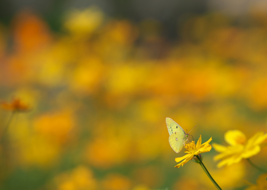 The world of yellow 2