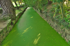 Green carpet