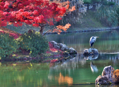 サギと紅葉