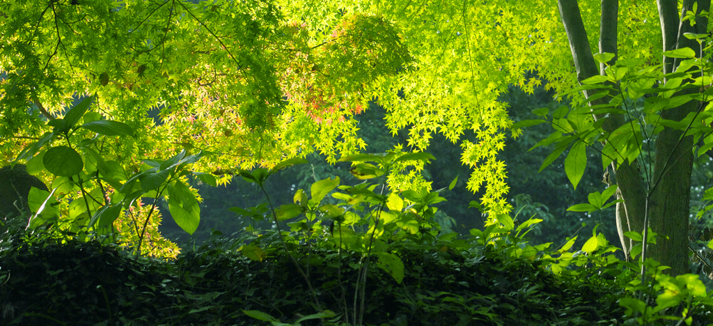 木陰