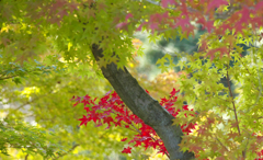 木陰からの赤