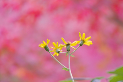 紅葉の手前に咲く