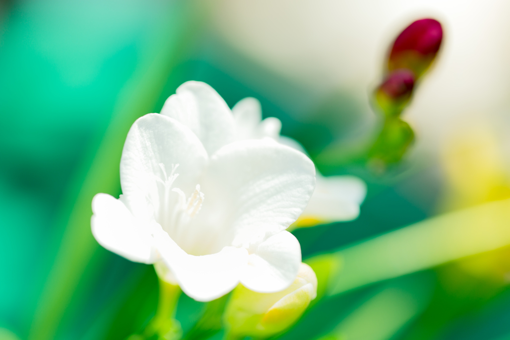 白い花びら