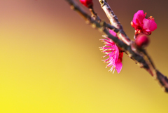 梅と菜の花畑