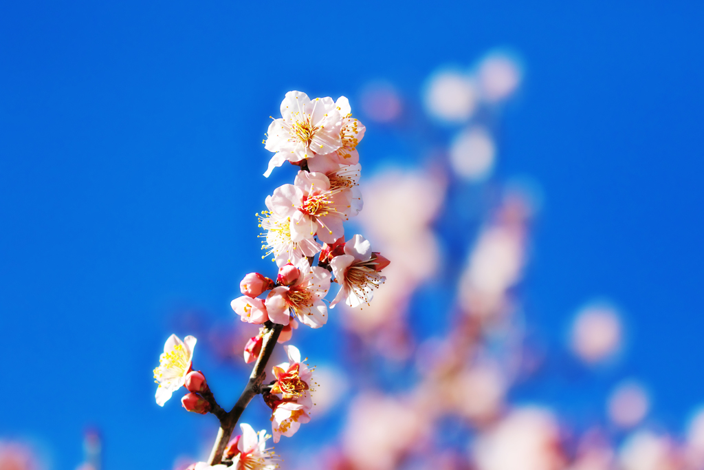 薄ピンク梅と空