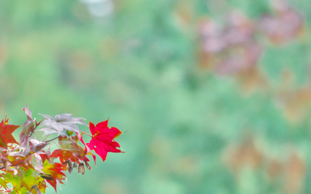 楓と森