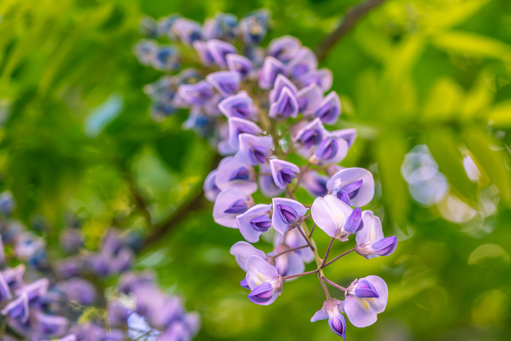 purple