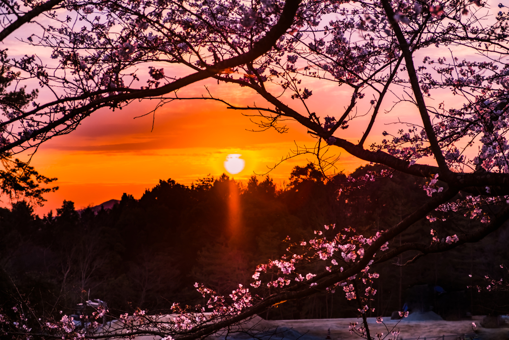 夕日と桜