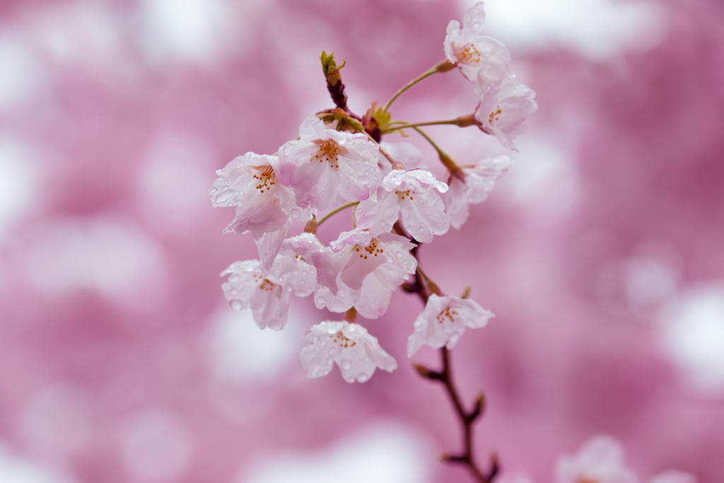桜に囲まれて