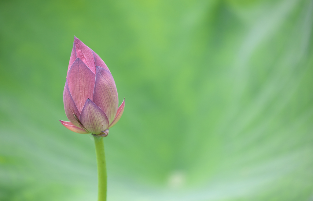 蓮の花に・・・