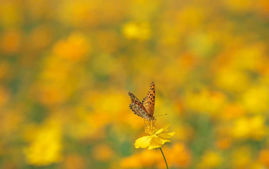 The world of yellow 1