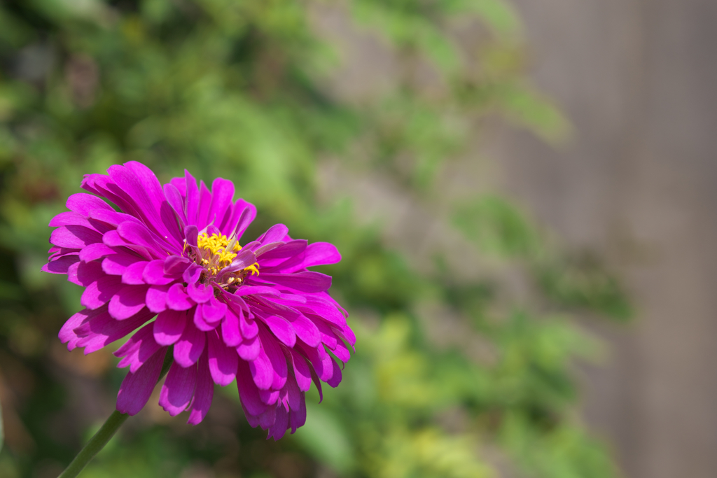 ちょっと花火っほい。