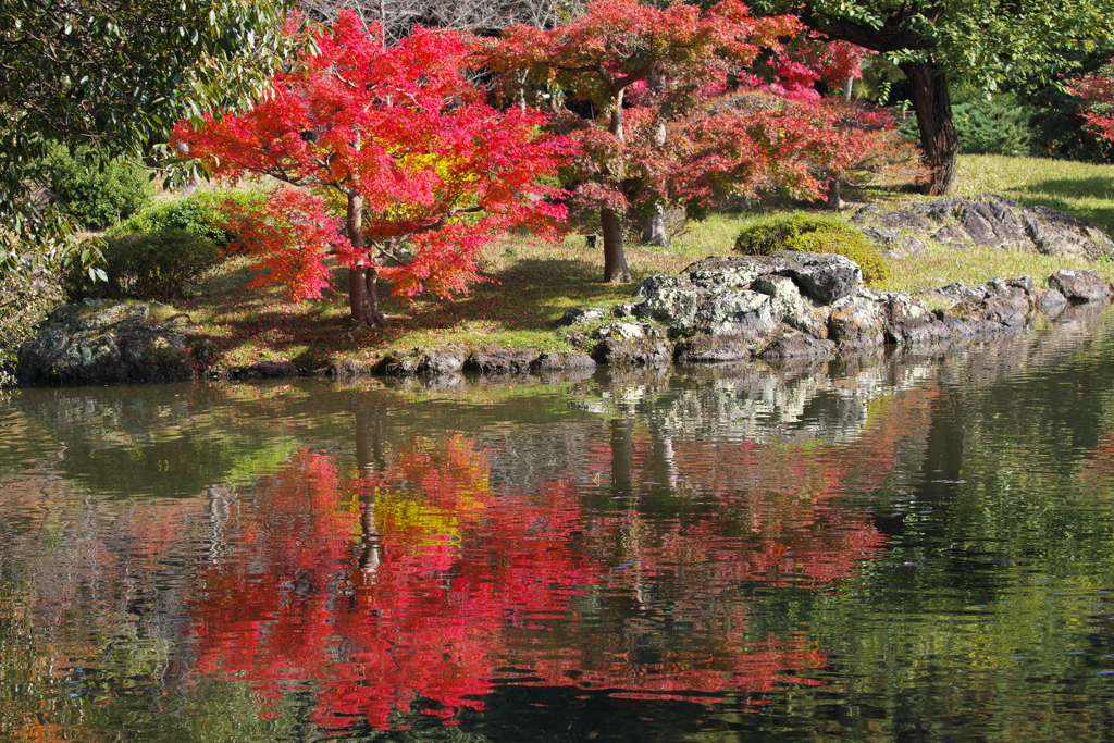 池と紅葉