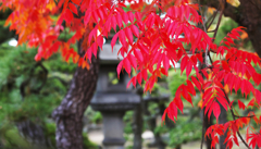 ハゼノキの紅葉