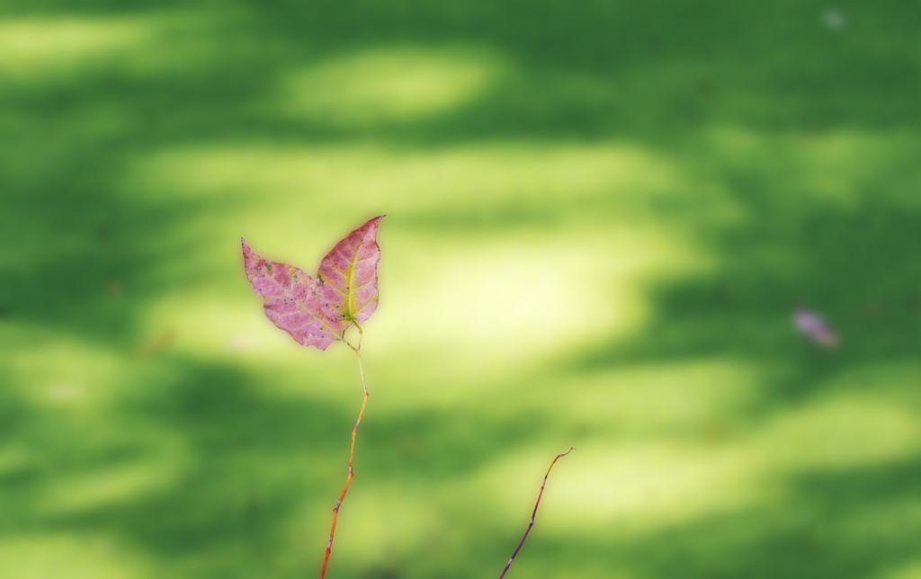 水面いっぱいの水草に日差しが。