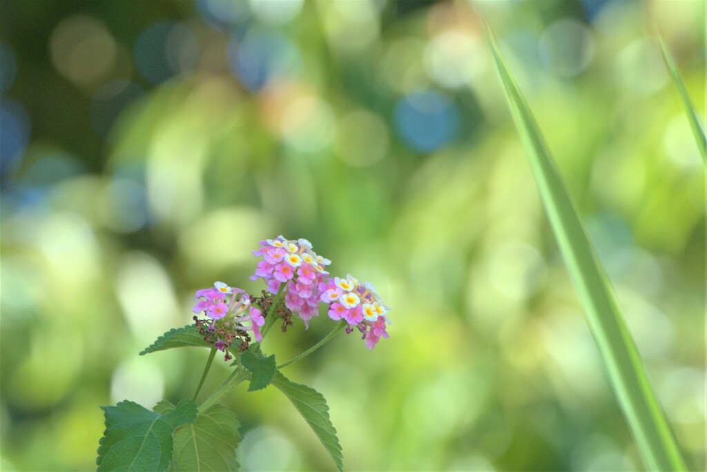 日陰の花