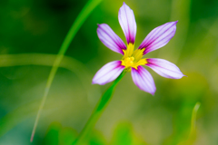 小さな花