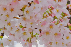 桜①