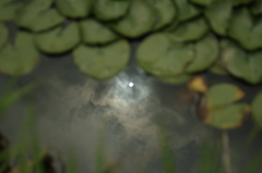 rising sun
