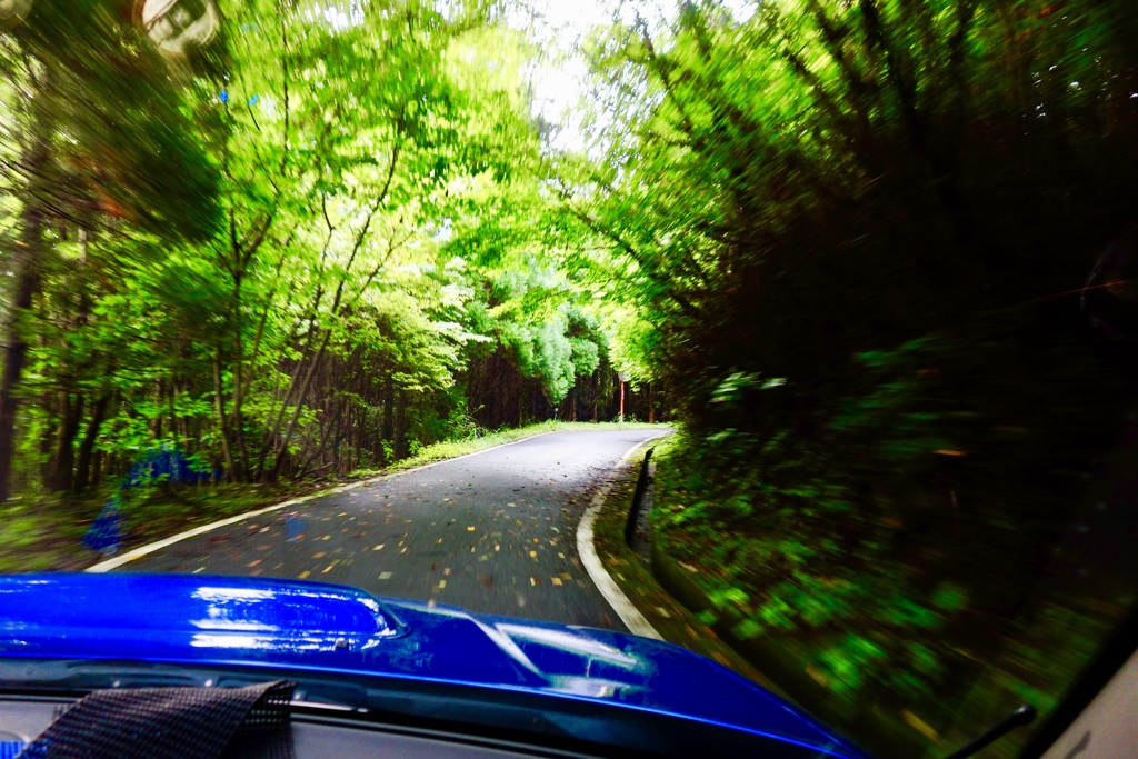 緑の中を走る真っ青の車