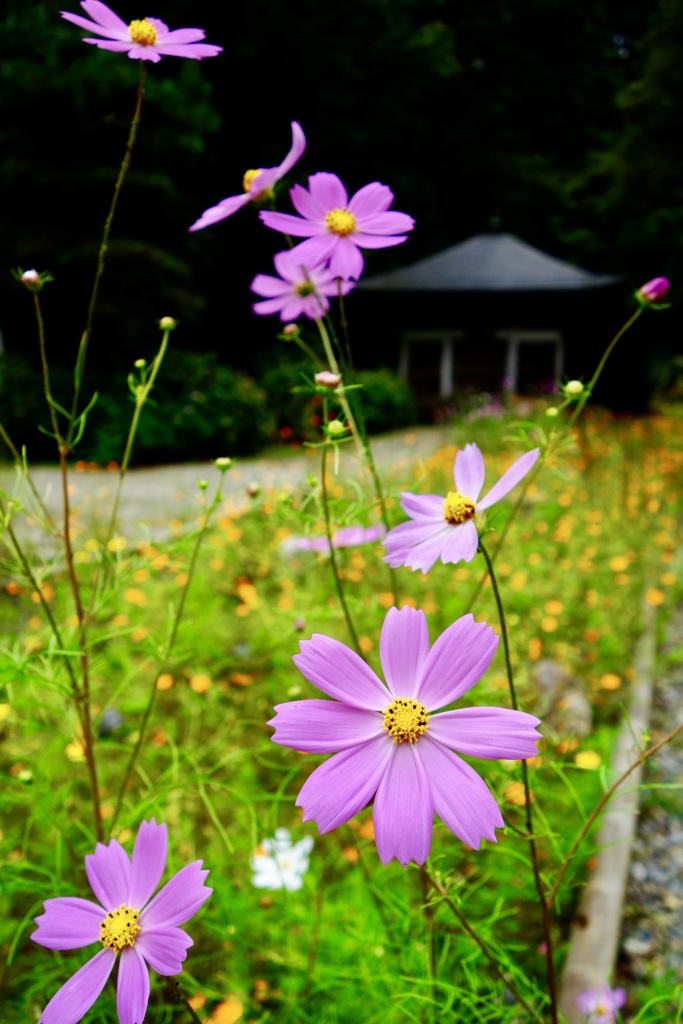 秋かなぁ〜