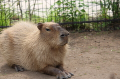 カピバラさん