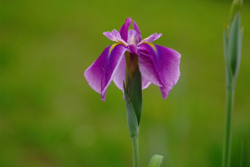 花時間✿夢のつづき