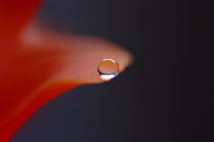 夢咲案内人・雫