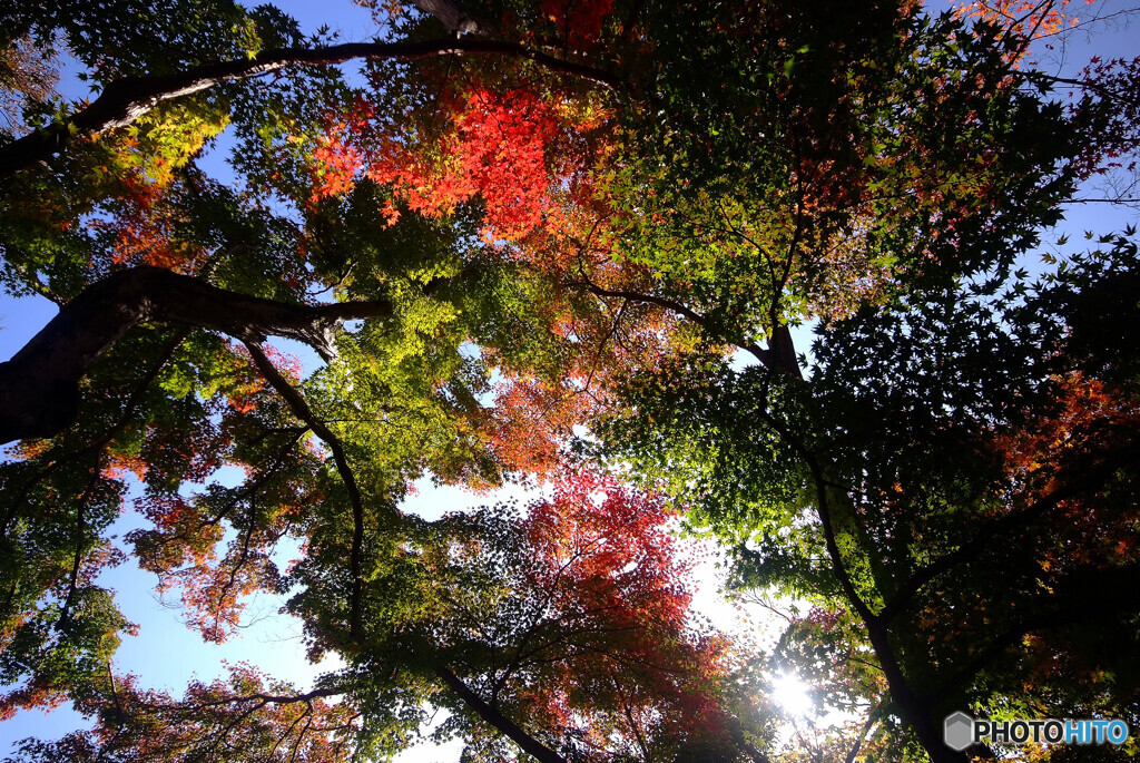 星屑の紅葉Ⅱ✿2020秋