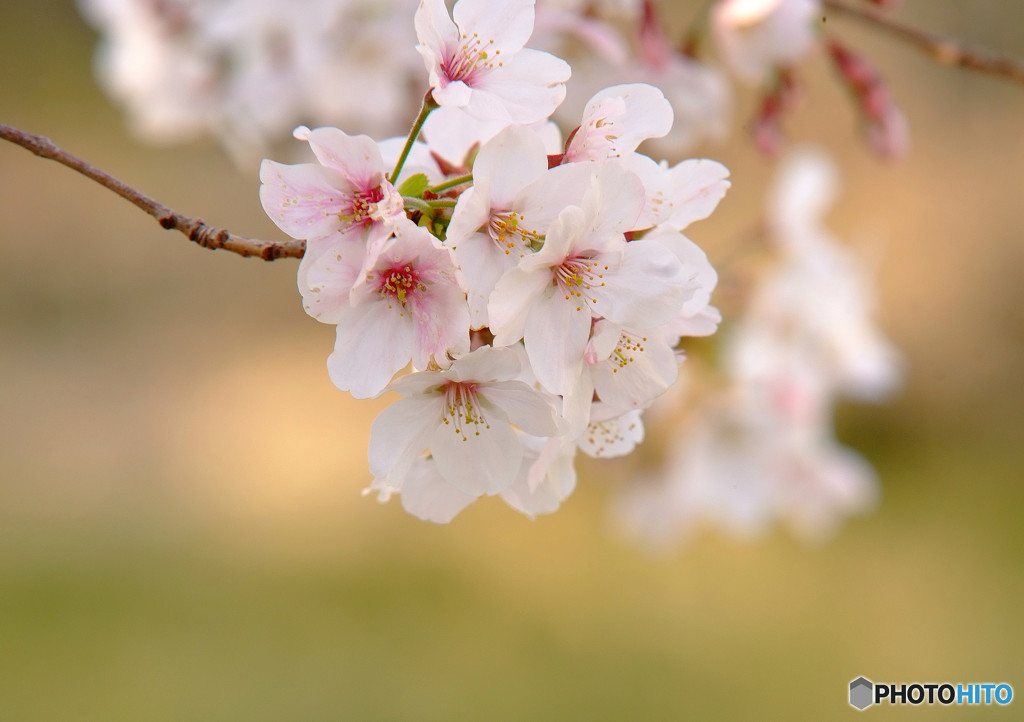 あなたへ贈り物・桜