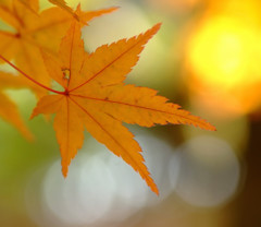 色とりどり・紅葉
