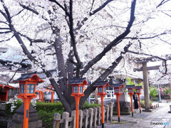 そうだ！京都に帰ろうⅧ✿2023桜