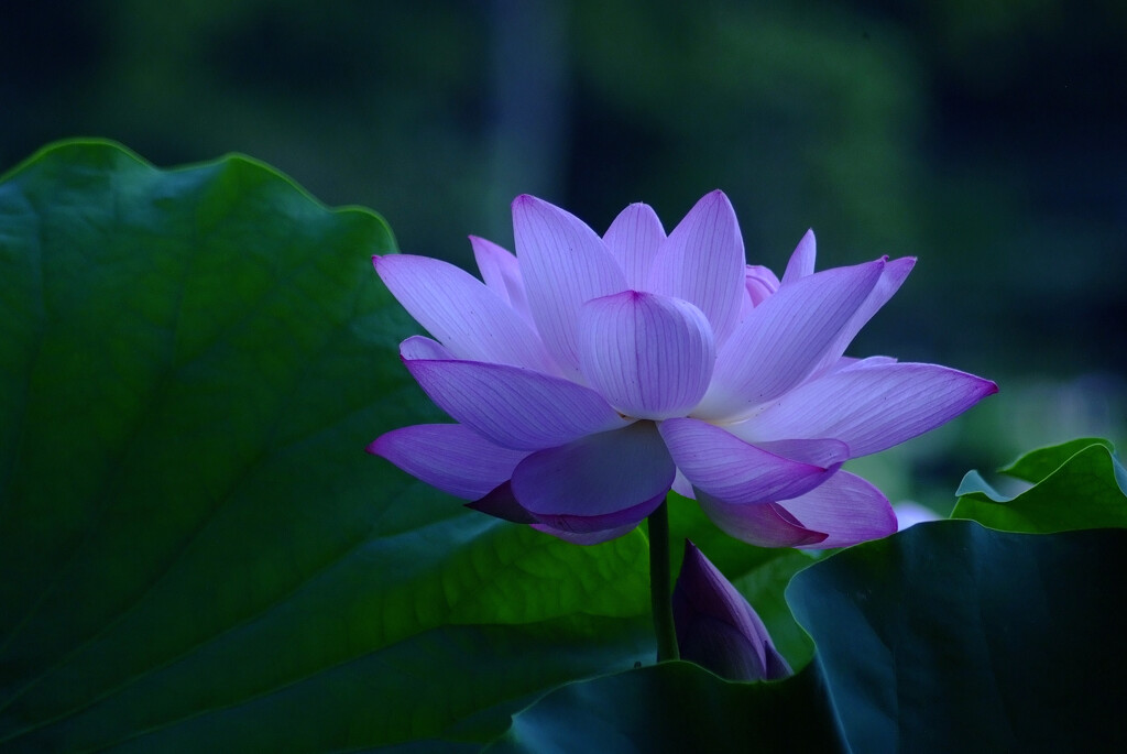 週末の誘惑✿文月の朝