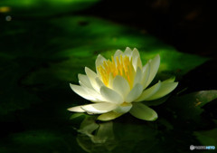 やすらぎの時間・華