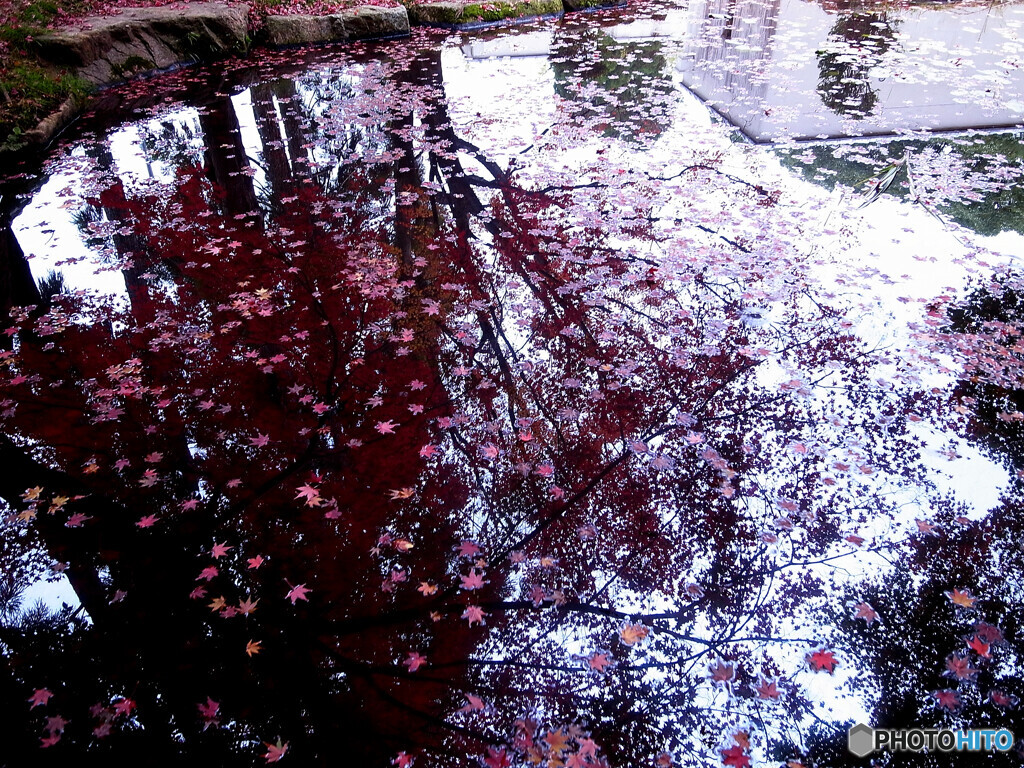 水面の絨毯✿落葉2022