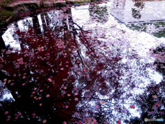 水面の絨毯✿落葉2022