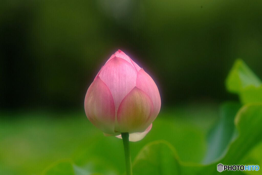 14時の恋人・華