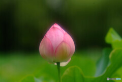 14時の恋人・華