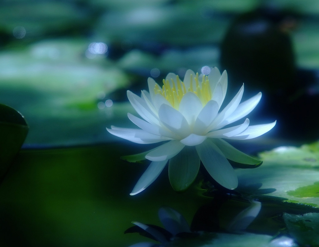 初夏の扉・蓮