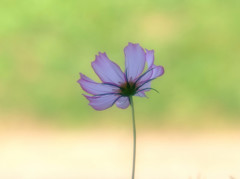 秋色キャンパス・こすもす