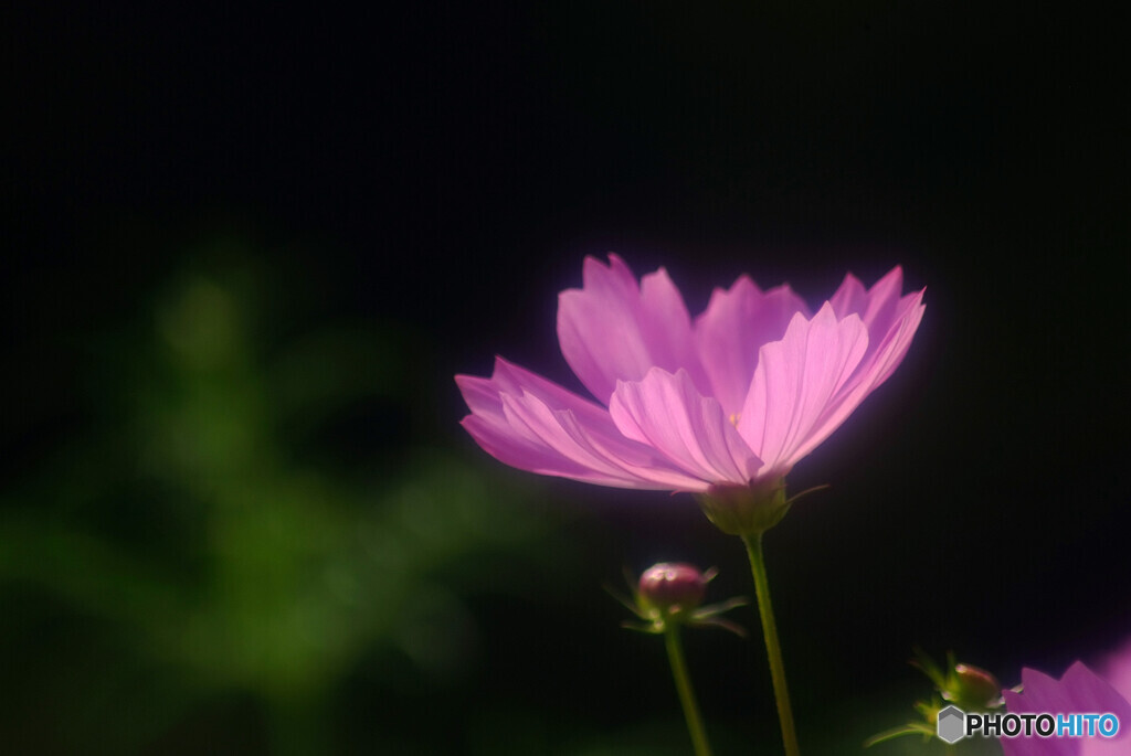 母に捧げる秋桜を✿2023