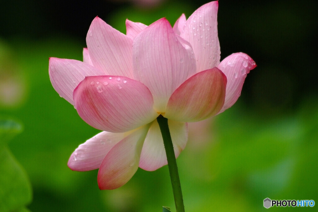 我が人生✿蓮華物語Ⅹ