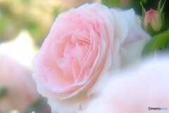 The Secret Garden・光