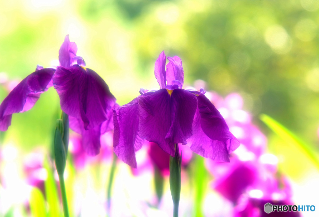 ハートに火をつけて・華