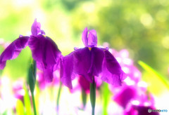 ハートに火をつけて・華