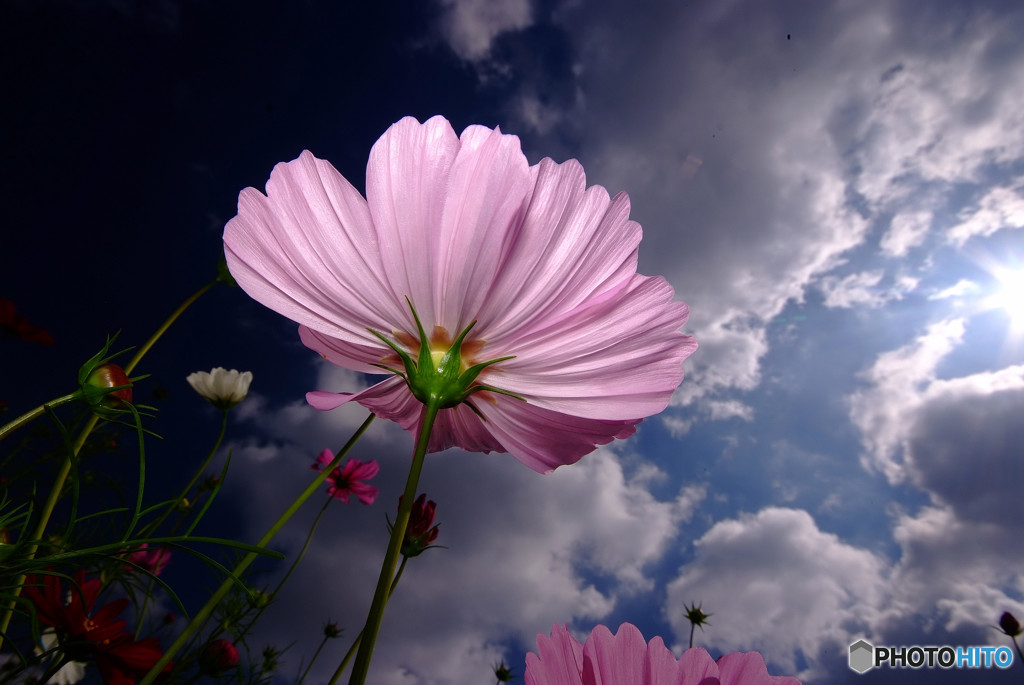 Cosmos theater・秋