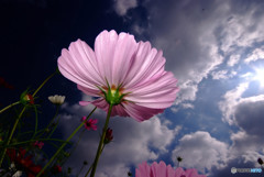 Cosmos theater・秋