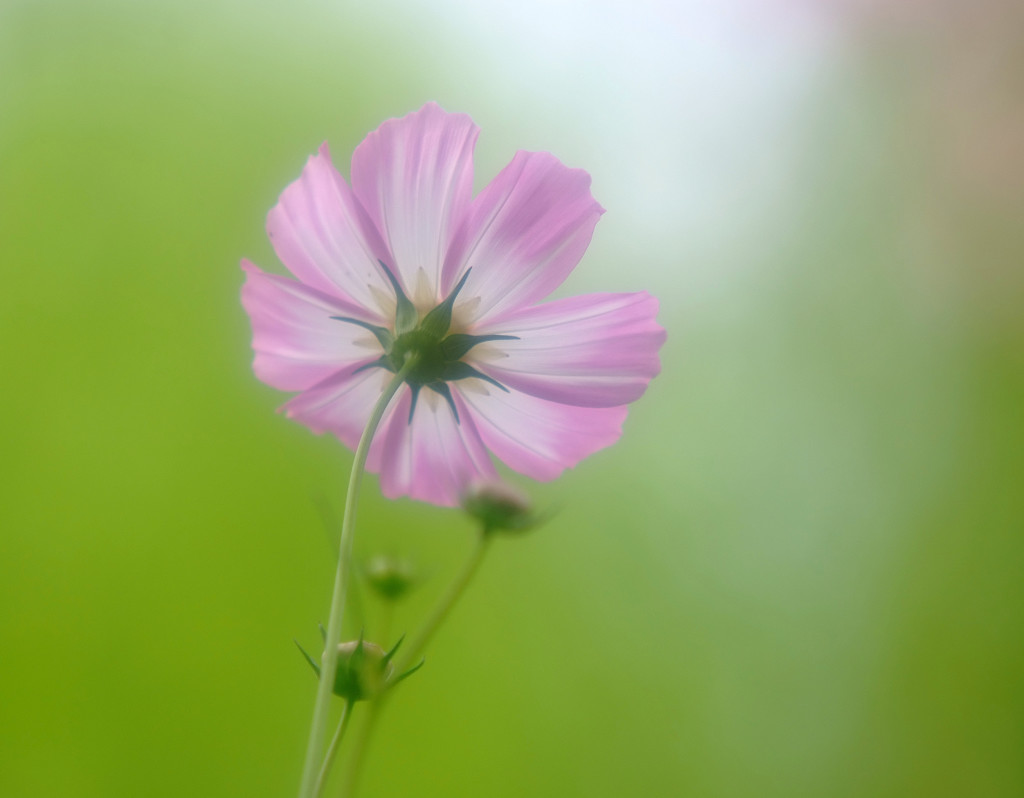 花便り・こすもす